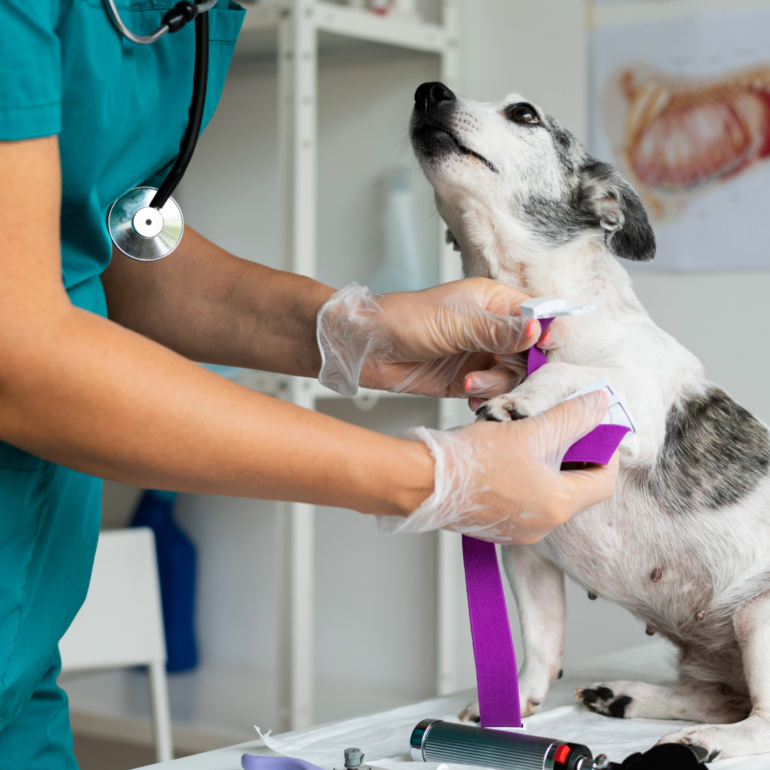 Clínica veterinária